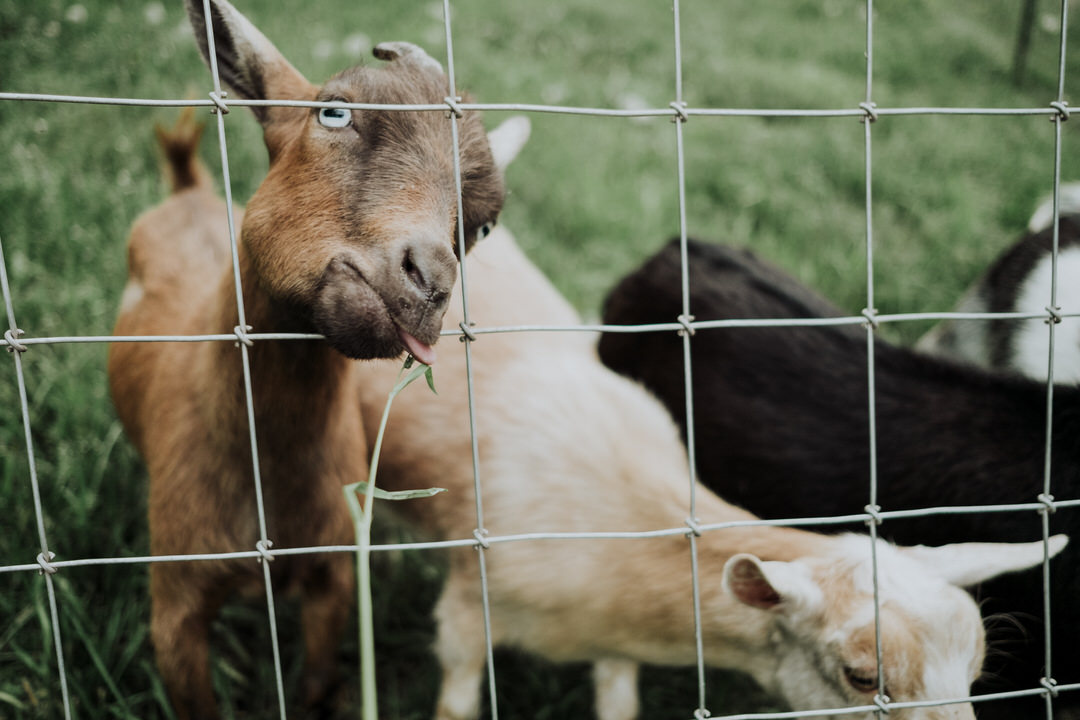goat eating grass through a fence