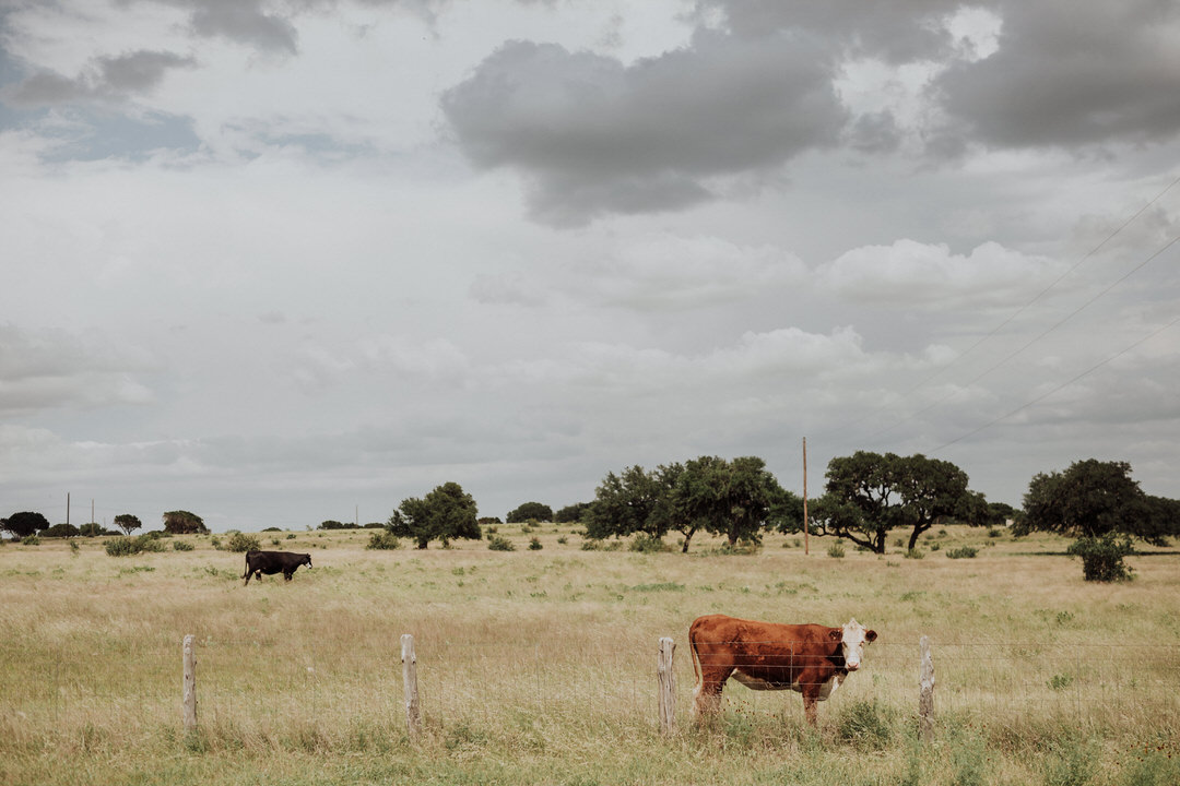 photo of cow at wedding veny