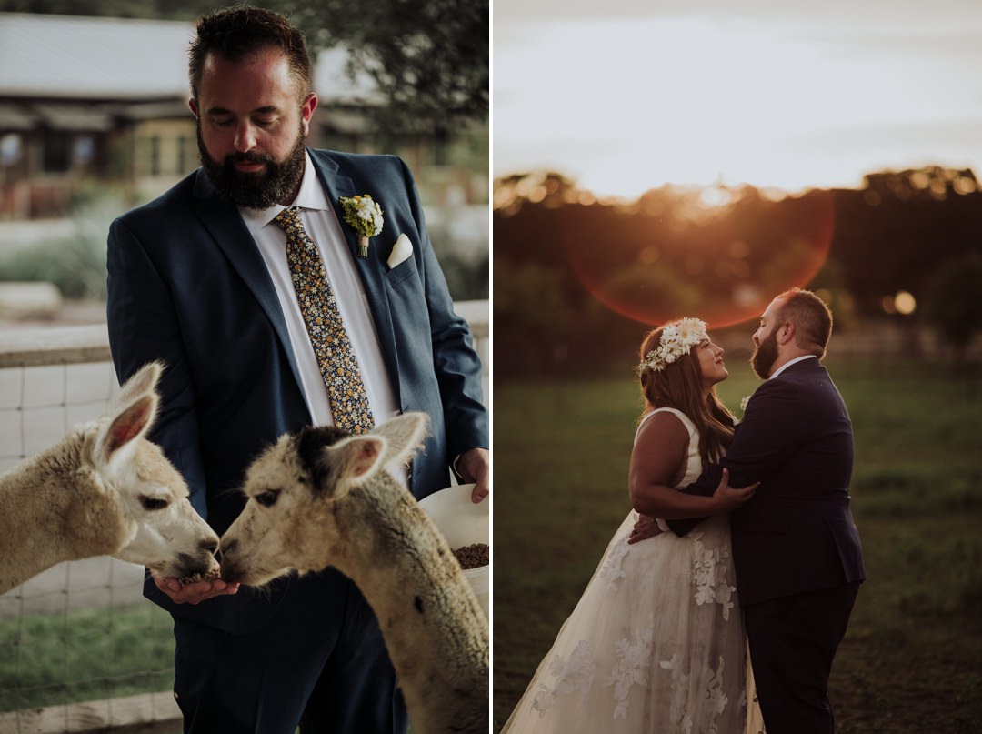 groom feeding alpaca