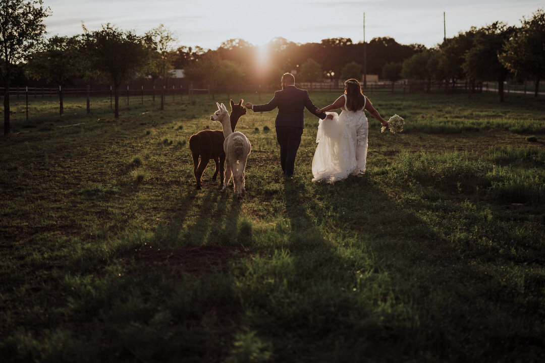 couple walking with alpacas