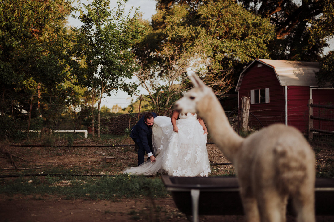 funny alpaca portrait